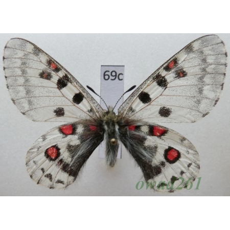 Parnassius epaphus subsp. beiki Bryk & Eisner, 1932 China69c